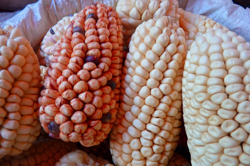 Peruvian Corn 101: Different Types & Dishes