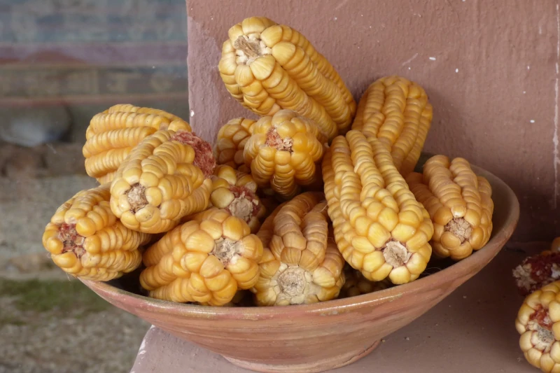 Peruvian Corn 101: Different Types & Dishes