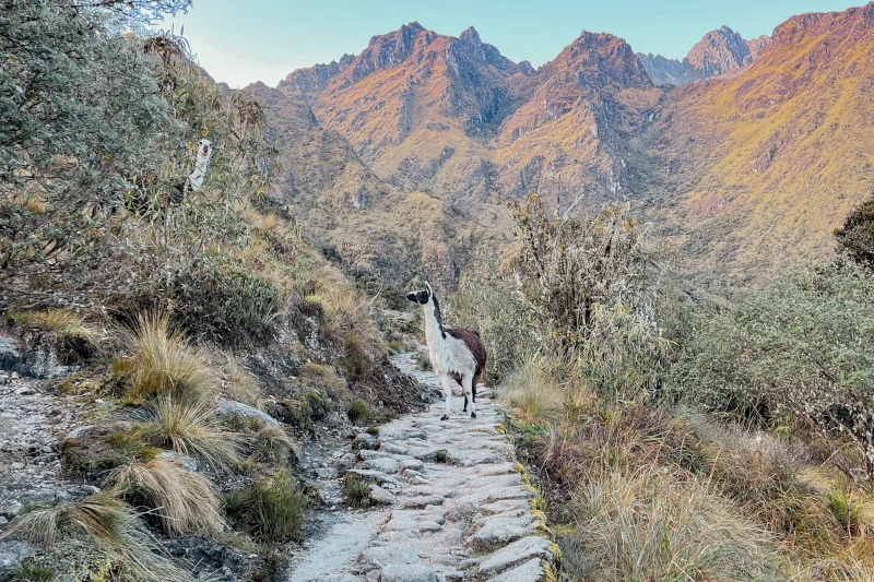 5 Best Inca Trail Operators