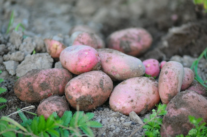 The Rise of Peruvian Potatoes on the Global Culinary Stage