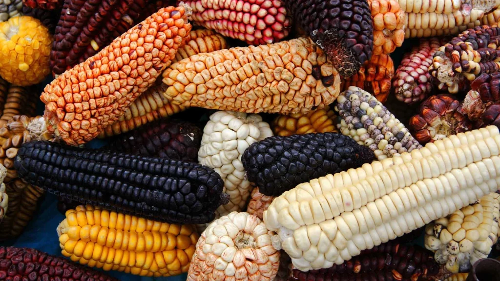 Corn and Quinoa: The Pillars of Inca Nutrition