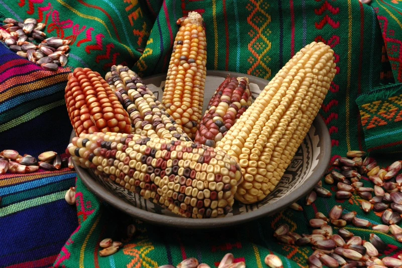 Corn and Quinoa: The Pillars of Inca Nutrition