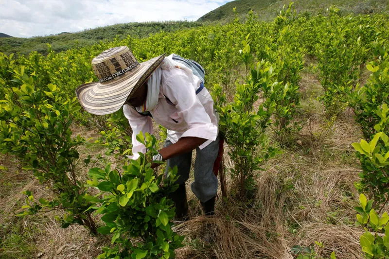 Muña: The Minty Marvel of the Andes