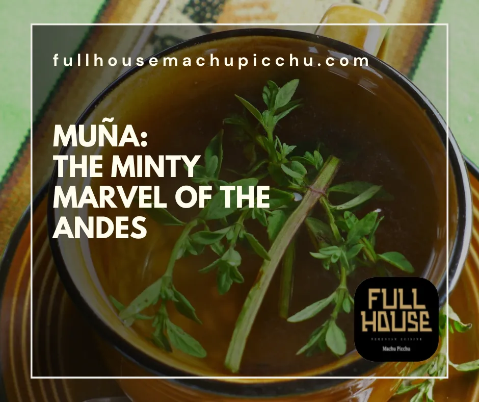 Muña: The Minty Marvel of the Andes