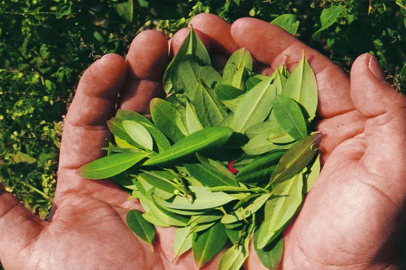 Andean Teas And Infusions: From Coca Leaves To Muña