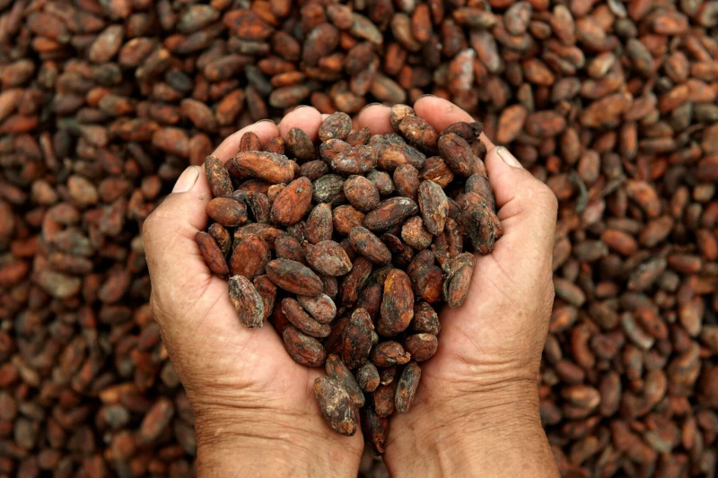 The Richness of the Amazon: Celebrating Peruvian Cacao