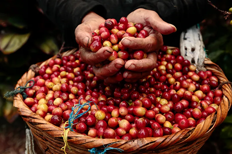 The Role of Andean Fruits in Local Cuisine
