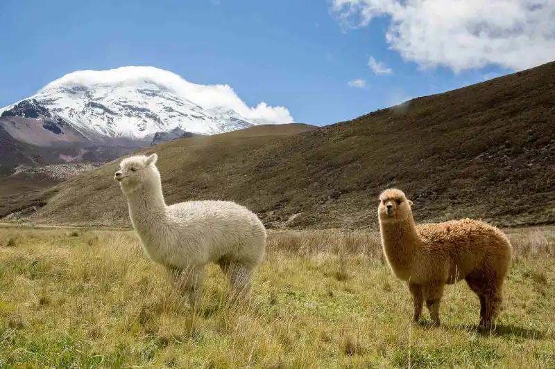 Andean camelidos