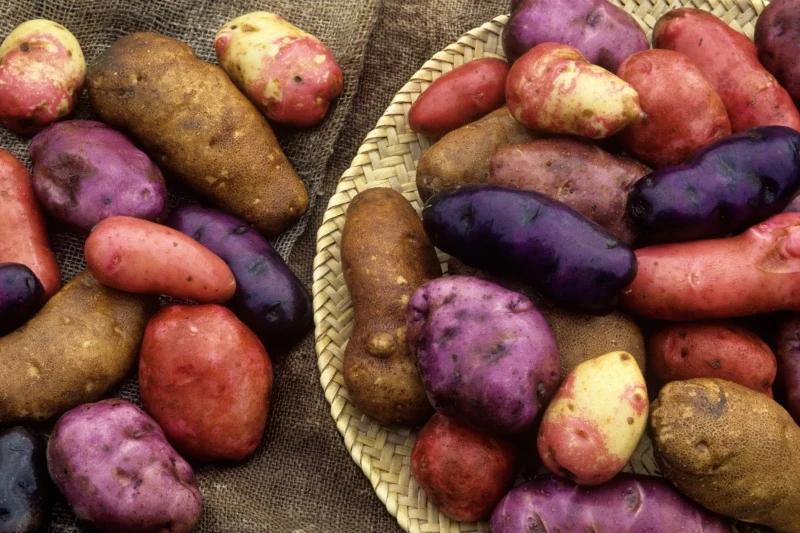 How to Enjoy the Andean Potato in Peruvian Cuisine